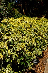 Sanchezia (Sanchezia nobilis) at Lakeshore Garden Centres
