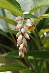Shell Ginger (Alpinia zerumbet) at Lakeshore Garden Centres