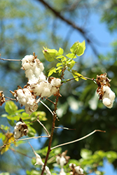 Kapok Tree (Ceiba pentandra) at Lakeshore Garden Centres