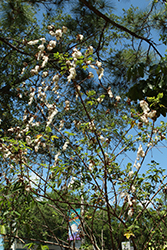 Kapok Tree (Ceiba pentandra) at Lakeshore Garden Centres