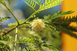 White Leadtree (Leucaena leucocephala) at Lakeshore Garden Centres