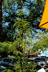 White Leadtree (Leucaena leucocephala) at Lakeshore Garden Centres