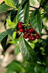 Bahama Wild Coffee (Psychotria ligustrifolia) at Lakeshore Garden Centres