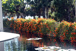 Flame Vine (Pyrostegia venusta) at Lakeshore Garden Centres