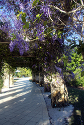 Queen's Wreath (Petrea volubilis) at Lakeshore Garden Centres