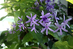 Queen's Wreath (Petrea volubilis) at Lakeshore Garden Centres