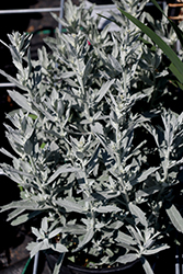 GardenGhost Artemisia (Artemisia 'GardenGhost') at Peter Knippel Garden Centre