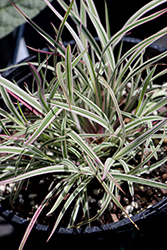Chameleon Little Bluestem (Schizachyrium scoparium 'Chameleon') at Lakeshore Garden Centres