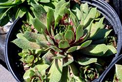Chick Charms GIANTS Glacier Blue Hens And Chicks (Sempervivum 'Glacier Blue') at Lakeshore Garden Centres