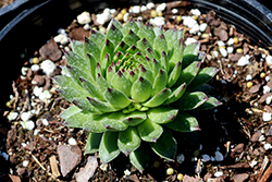 Colorockz Ruby Lime Hens And Chicks (Sempervivum 'Belsemcha1') at Lakeshore Garden Centres