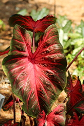 Heart to Heart Fast Flash Caladium (Caladium 'Fast Flash') at Lakeshore Garden Centres
