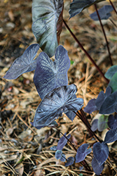 Gecko Electric Blue Elephant Ear (Colocasia esculenta 'Electric Blue Gecko') at Lakeshore Garden Centres