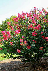 Princess Jaden Crapemyrtle (Lagerstroemia 'GA 0810') at Lakeshore Garden Centres