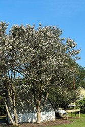 Hope Crapemyrtle (Lagerstroemia 'Hope') at Lakeshore Garden Centres