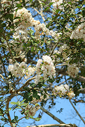 Hope Crapemyrtle (Lagerstroemia 'Hope') at Lakeshore Garden Centres