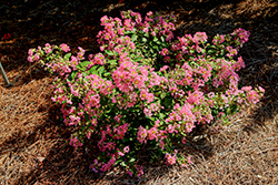 Bellini Guava Crapemyrtle (Lagerstroemia indica 'Bellaggua') at Lakeshore Garden Centres