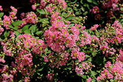 Bellini Guava Crapemyrtle (Lagerstroemia indica 'Bellaggua') at Lakeshore Garden Centres