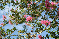 Ozark Spring Crapemyrtle (Lagerstroemia indica 'Ozark Spring') at Lakeshore Garden Centres