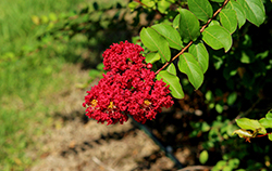 Piroska Crapemyrtle (Lagerstroemia indica 'Piroska') at Lakeshore Garden Centres