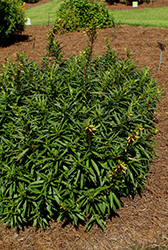 Candy Corn Plant (Cuphea micropetala) at Lakeshore Garden Centres