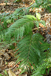 Oriental Chain Fern (Woodwardia orientalis) at Lakeshore Garden Centres