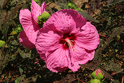 Head Over Heels Passion Hibiscus (Hibiscus 'RutHib2') at Lakeshore Garden Centres