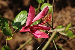 Red Hot Hibiscus (Hibiscus rosa-sinensis 'Red Hot') at Lakeshore Garden Centres