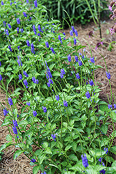 Blue Porterweed (Stachytarpheta jamaicensis) at Lakeshore Garden Centres