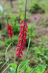 Dwarf Red Porterweed (Stachytarpheta microphylla) at Lakeshore Garden Centres