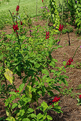 Ruby Throat Red Porterweed (Stachytarpheta mutabilis 'Ruby Throat Red') at Lakeshore Garden Centres