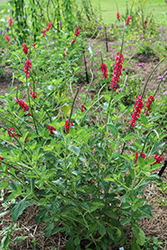 Nectarwand Red Porterweed (Stachytarpheta 'Nectarwand Red') at Lakeshore Garden Centres