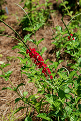 Nectarwand Red Porterweed (Stachytarpheta 'Nectarwand Red') at Lakeshore Garden Centres