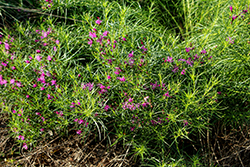 Iron Butterfly Ironweed (Vernonia lettermannii 'Iron Butterfly') at Lakeshore Garden Centres