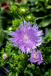 Mel's Blue Aster (Stokesia laevis 'Mel's Blue') at Peter Knippel Garden Centre