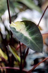 Royal Hawaiian Tropical Storm Elephant Ear (Colocasia esculenta 'Tropical Storm') at Lakeshore Garden Centres