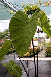 Violet Stem Elephant Ear (Colocasia esculenta 'Violet Stem') at Lakeshore Garden Centres