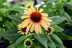SunSeekers Tequila Sunrise Coneflower (Echinacea 'IFECSSTS') at Lakeshore Garden Centres