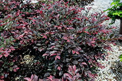 Purple Daydream Fringeflower (Loropetalum chinense 'PPI') at Lakeshore Garden Centres