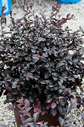 Cherry Blast Fringeflower (Loropetalum chinense 'Cherry Blast') at Lakeshore Garden Centres