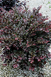 Red Diamond Fringeflower (Loropetalum chinense 'Shang-Red') at Lakeshore Garden Centres