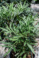 Beijing Beauty Mahonia (Mahonia 'sPg-15-1') at Lakeshore Garden Centres