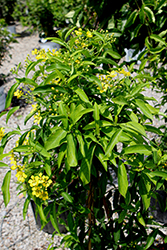 Butterfly Vine (Mascagnia macroptera) at Lakeshore Garden Centres