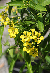 Butterfly Vine (Mascagnia macroptera) at Lakeshore Garden Centres