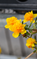 ColorBlast Double Yellow Portulaca (Portulaca 'LAZPRT1502') at Lakeshore Garden Centres