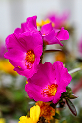 Pazzaz Nano Purple Portulaca (Portulaca oleracea 'Pazzaz Nano Purple') at Lakeshore Garden Centres