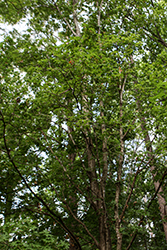 Chalk Maple (Acer leucoderme) at Lakeshore Garden Centres
