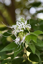 Mexican Orchid Tree (Bauhinia mexicana) at Lakeshore Garden Centres