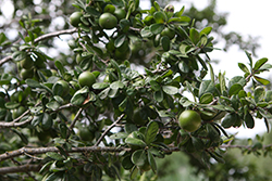 Texas Persimmon (Diospyros texana) at Lakeshore Garden Centres