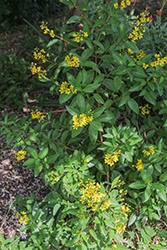 Slender Goldshower (Galphimia gracilis) at Lakeshore Garden Centres