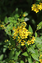 Slender Goldshower (Galphimia gracilis) at Lakeshore Garden Centres